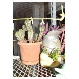 9" CACTUS, METAL PITCHER W/ PLANT