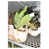 SWAN PLANT W/ SPIDER & SNAKE PLANT ETC.