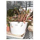 BOLIVIAN BEGONIA PLANTS