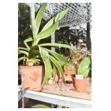 CACTUS, SM. SCULENTS, SNAKE PLANT