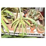 CACTUS, AGAVE FOXTAIL