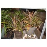 JADE AND 2 OTHER PLANTS