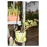 HANGING FROG PLANTER AND AGAVE PLANT