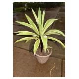 33" H IN PLASTIC PLANTER