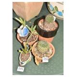 SMALL CACTUS W/ SWAN