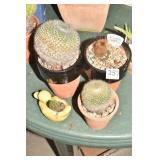 4 CACTUS SMALL