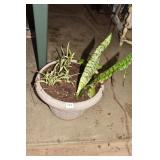 SNAKE PLANT AND SMALL STARTERS