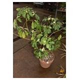 DWARF UMBRELLA TREE IN POT