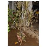 DRAGON TREE PLANT IN POT 57"