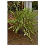 KIMBERLY QUEEN FERN 26"