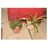 SPIDER PLANT AND SILVER SQUILL 12"