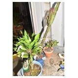 CACTUS, JADE, PLANT DRACAENA
