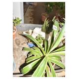 SISAL PLANT, GOLLUM JADE