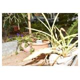 JADE, SPIDER ELEPHANT BUSH THREE TO GO