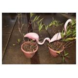 FLAMINGO PLASTIC IN PLANTER - MEXICAN PETUNIAS