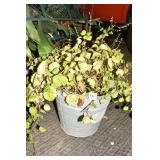 SWEDISH IVY- IN GALVANIZED BUCKET - 12" H X 18" W