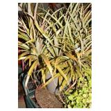 PINEAPPLE PLANT 33" H X 14" W IN PLANTER