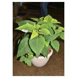 LIVE PLANT POINSETTIA IN PLASTIC PLANTER