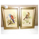TWO BIRD PRINTS 9" H X 6.5" W GOLD FRAMES