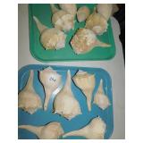 SEASHELLS LARGE COLLECTION