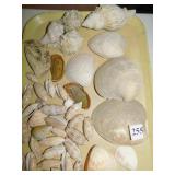 SEASHELLS OLIVE SHELLS & OTHER