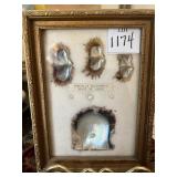 CLAM SHELL W/ PEARLS FRAMED 7" X 5.5"