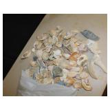 LARGE BAG OF SEASHELLS