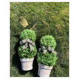 PAIR RABBIT EAR TOP PLANTS IN POTS