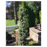 6FT PRELIT PENCIL ARTIFICIAL CHRISTMAS TREE