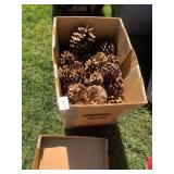 PINECONES VARIOUS SIZED