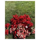 RED BERRY PICKS AND RED/WHITE BERRY PICKS