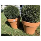 SET OF 2 TOPIARY BALLS 11" WITH TERRACOTTA POTS