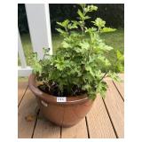 10" GLAZED PLANTER WITH LIVE PLANT