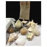GROUP OF SEA SHELLS