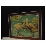 PARRIOT ON BRANCH 1950