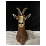 HARTEBEAST (AFRICAN ANTELOPE) 14IN HORN 30IN