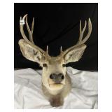 SIKA DEER 8-POINT 16IN HORNS 90S TAXIDERMY