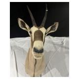 ARABIAN ORYX 90S TAXIDERMY 38IN PRONGS