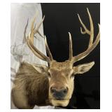 RED DEER 36IN X36 IN ANTLER SPAN