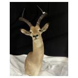 IMPALA FROM 1985 39IN HIGH TOTAL 16 IN HORNS