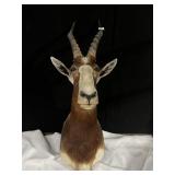 HARTEBEEST 1985 31 IN OVERALL 10IN HORNS