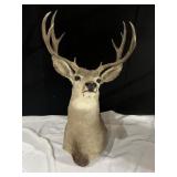 MULE DEER 04 VINTAGE 20IN 8 POINT