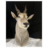 ELAND FROM 1985 17IN HORNS