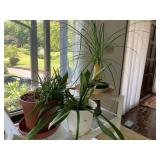 4 LIVE PLANTS INCLUDING ALOE, SPIDER, ETC.