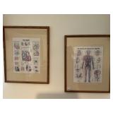 21" X 17" VASCULAR PRINTS, THE HEART