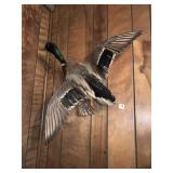 TAXIDERMY MALLARD