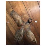 TAXIDERMY PHEASANT