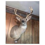 8 POINT MOUNTED BUCK HEAD