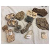 FOSSILS, PETRIFIED WOOD, CRYSTALS, BELT BUCKLE