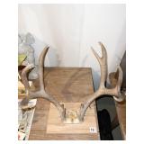 ANTLER SET ON BOARD 18" X 18"